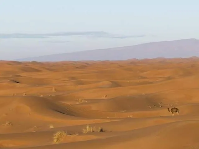 Vast expanse of rolling sand dunes with a distant camel and mountains