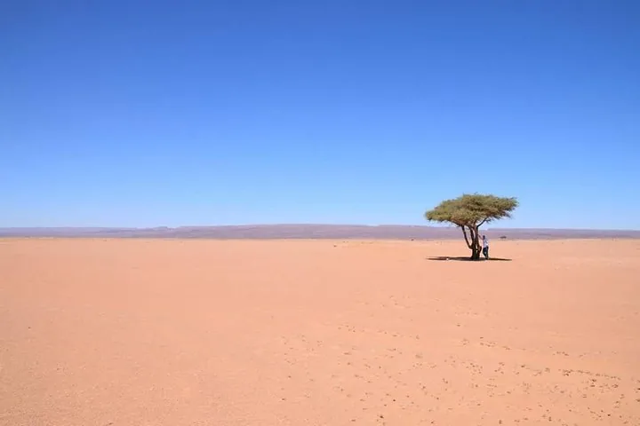 A lone tree standing in a vast, flat desert landscape under blue sky